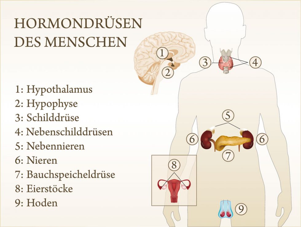 Hormonelle Balance | Schlosspraxis Dres. Schlünzen Probsteierhagen